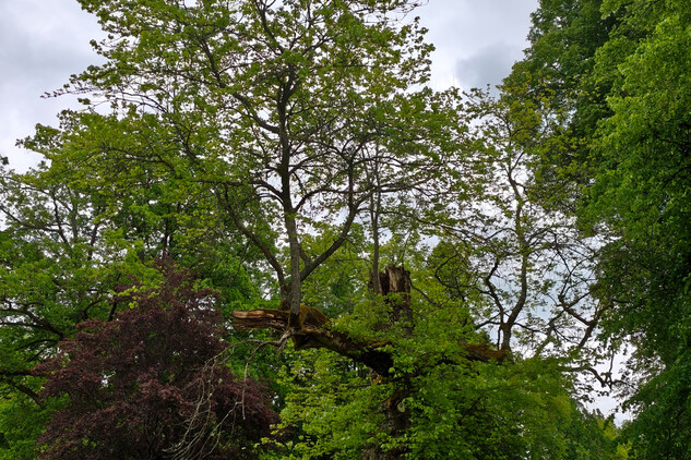 javor červený (Acer rubrum) | © Štefan Brštiak