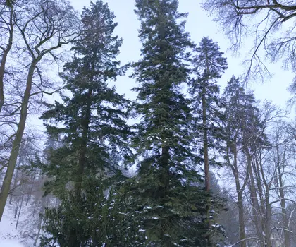 jedle obrovská | © Štefan Brštiak