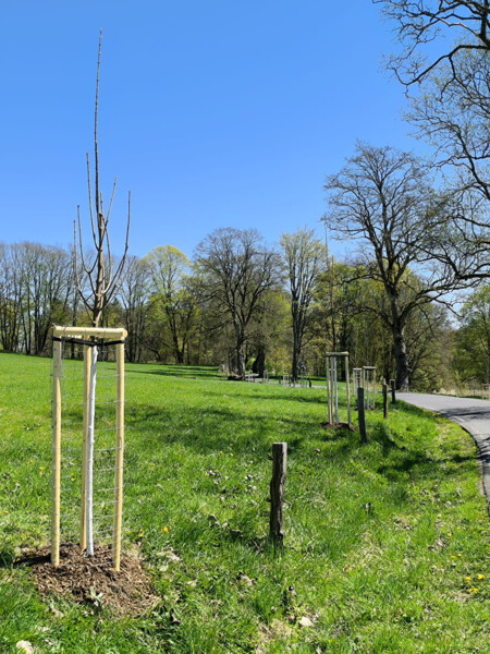 Obnova aleje za mlýnem | © Ondřej Cink