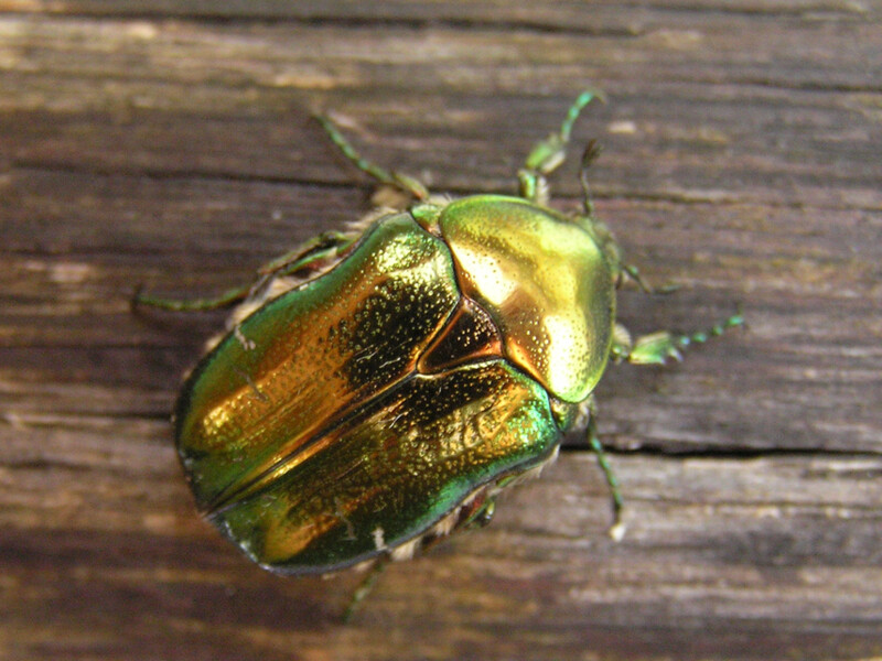 Brouci zlatohlávci (Cetonia aurata) rádi vyhledávají kvasící mízu stromů.