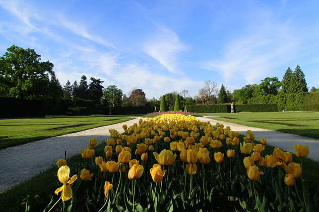 Sbírka tulipánů