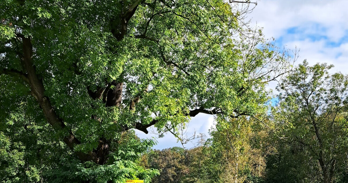 Discgolf v zámeckém parku Libochovice 2026