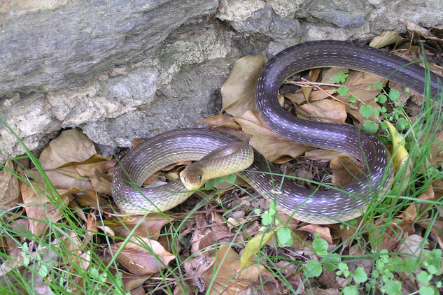 Užovka stromová je náš největší had, některé exempláře dorůstají až dvoumetrové délky.