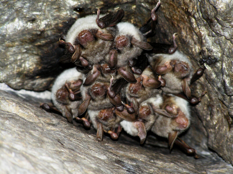 Podzimní kolonie netopýra velkého (Myotis myotis). Podzimní kolonie netopýra velkého (Myotis myotis).