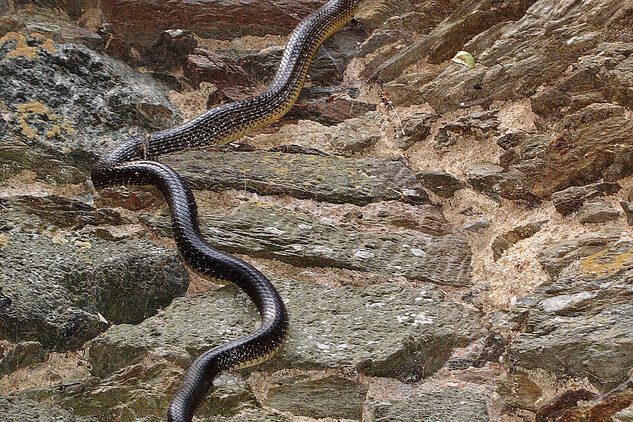 Užovka stromová (Zamenis longissimus) překonává 13 m vysokou stěnu mladšího hradu.