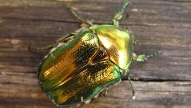 Brouci zlatohlávci (Cetonia aurata) rádi vyhledávají kvasící mízu stromů.