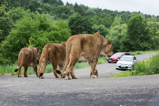 Lví safari | © Lukáš Pavlačík