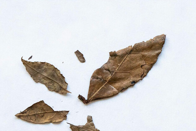 Vavřín vznešený (Laurus nobilis) – list. Archeologické nálezy „bobkového listu“ jsou na území ČR známy od 16. století. Foto: archiv P. Kočár.