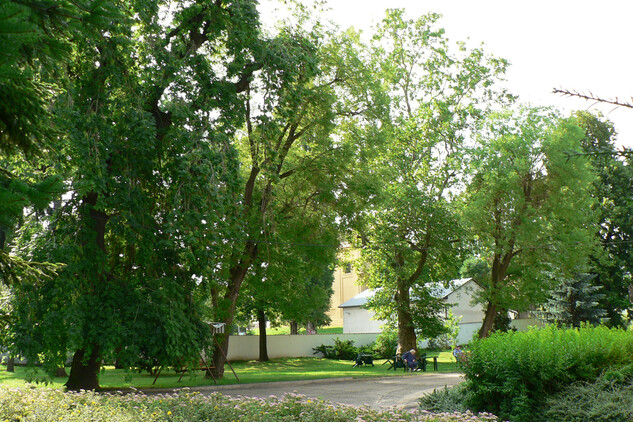 Čížkovice – dvojice jerlínů v parku před kácením