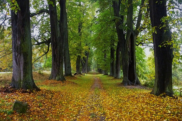 Lemberská lipová alej, autor: Jana Kučerová
